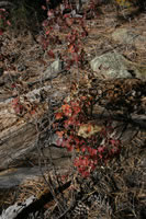 Southwest US Photo
