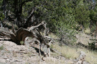 Southwest US Photo